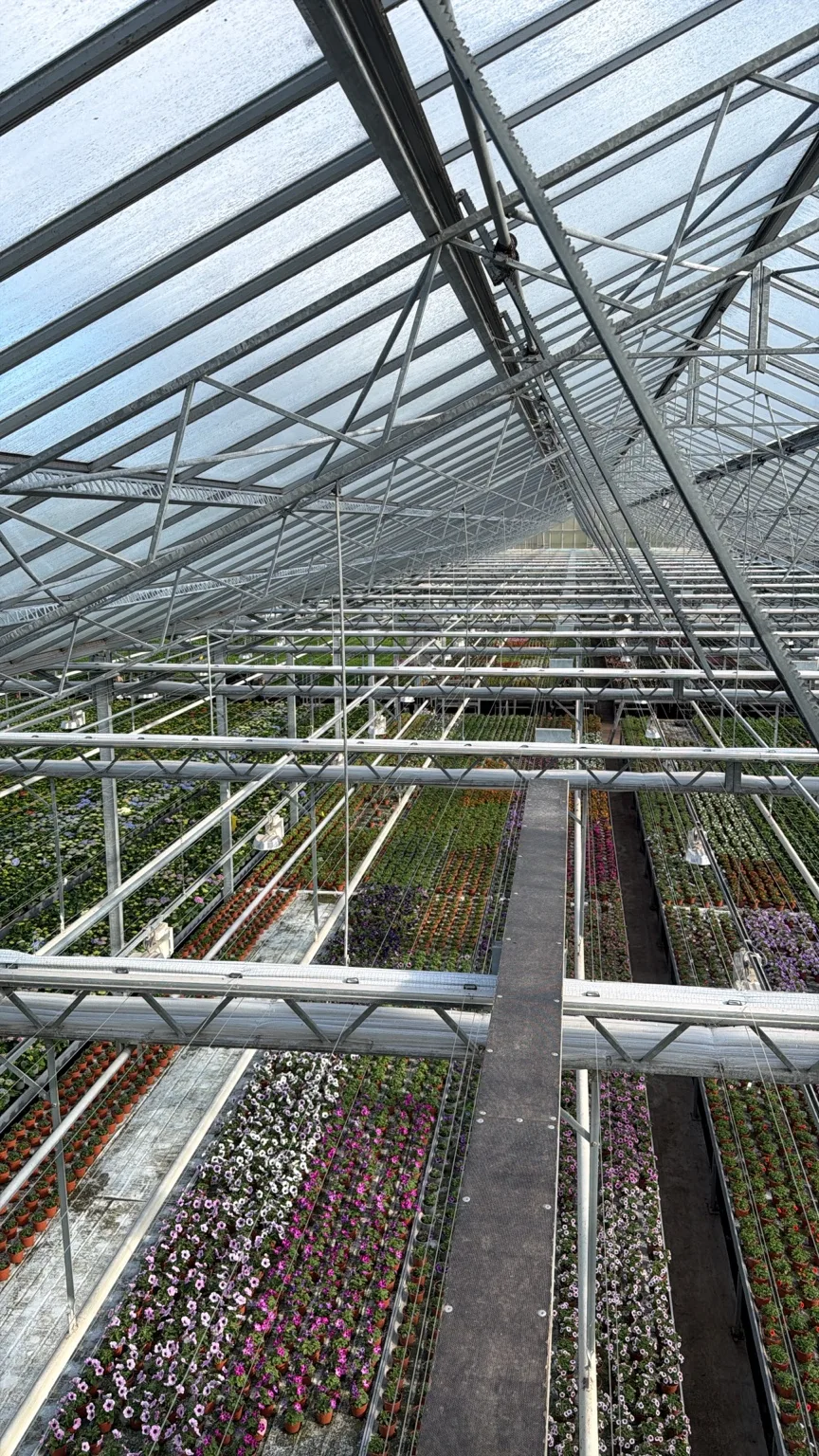Overzicht vanaf het kasdek over rijen bloeiende planten en de stalen kasconstructie